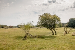 Amsterdamse Waterleidingduinen