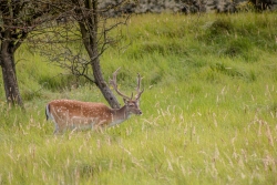 Amsterdamse Waterleidingduinen