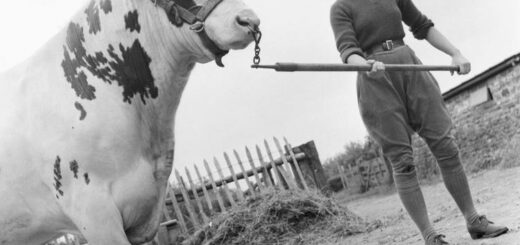 Land Girl Iris Joyce leads a bull at a farm somewhere in Britain. Source: IWM