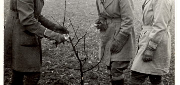 A lesson in pruning for two Land Girls