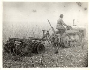 A photograph of a Land Girl disc harrowing between blackcurrant bushes.