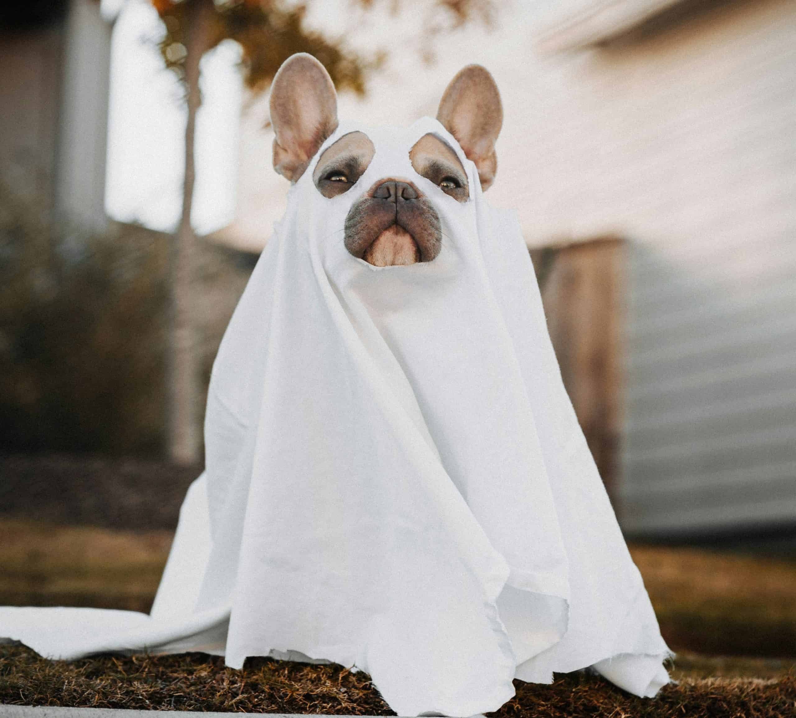 French Bulldog in ghost costume with a white sheet and eye holes.