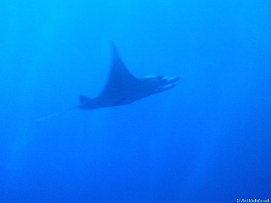 Big Island 617- Kona Manta Night dive