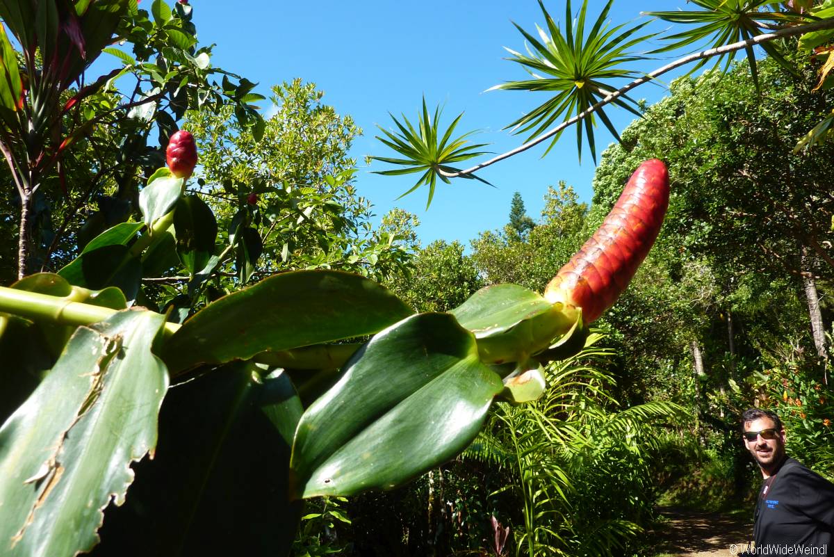 Maui 330 Road To Hana Garden Of Eden Arboretum 9 Worldwideweindl