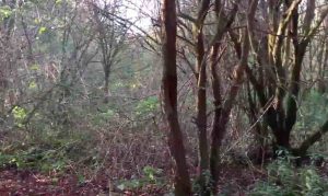 the-most-haunted-place-in-england-screaming-woods