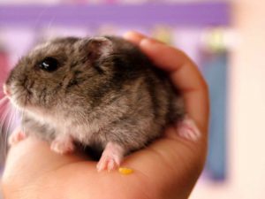 emotional support animal hamster