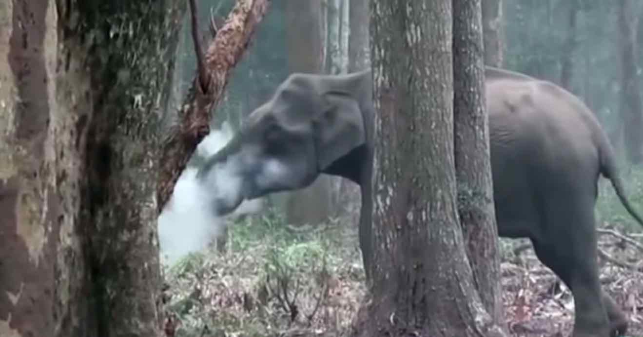 Elephant Smoking