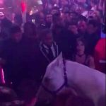 riding a horse in a miami nightclub