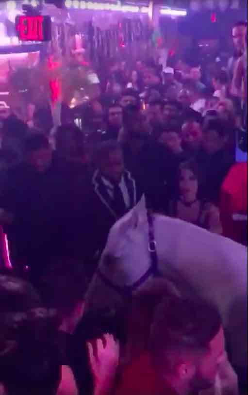 riding a horse in a miami nightclub