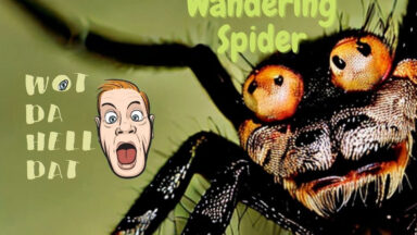 The Brazilian Wandering Spider