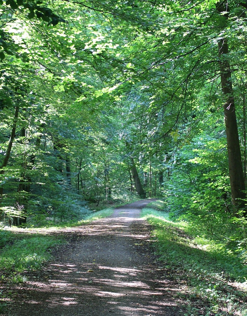 Skovvej - Boller