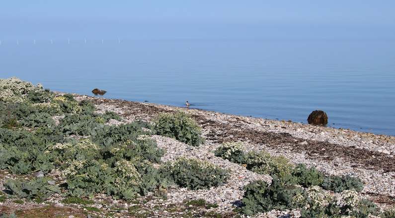 Strand - gå og skriv dig ud af stress