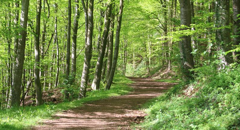 Forår i Bjerre skov