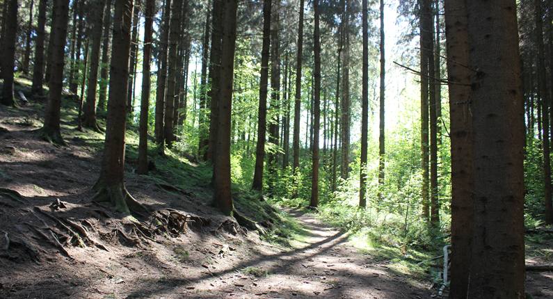 Skygger i Bjerre Skov