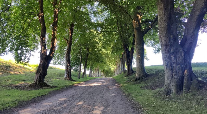 Alle med træer - ideer til sommerskrivning