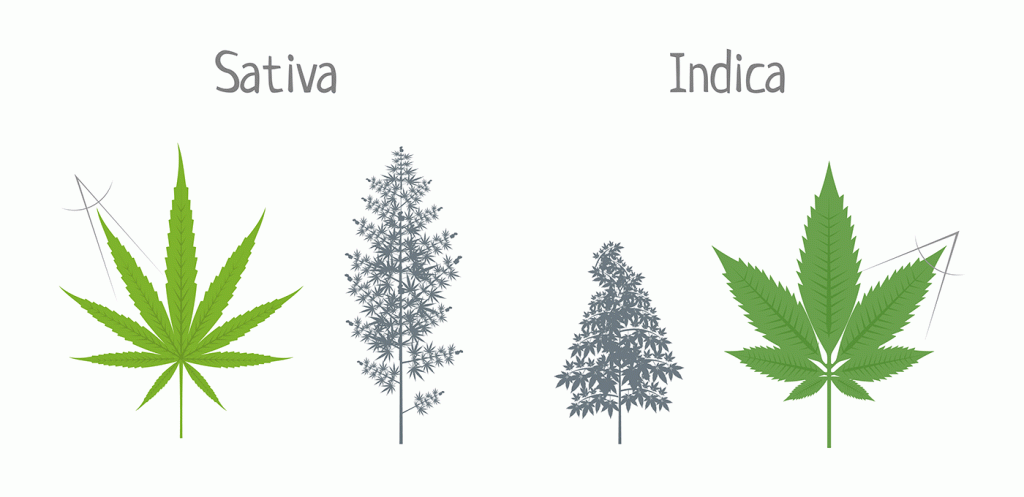 Cannabis Sativa und Cannabis Indica im Vergleich