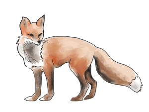 Wyllie Fox art logo