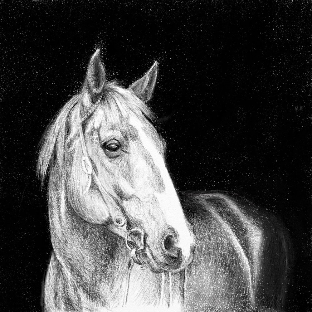 Drawing of a Horse