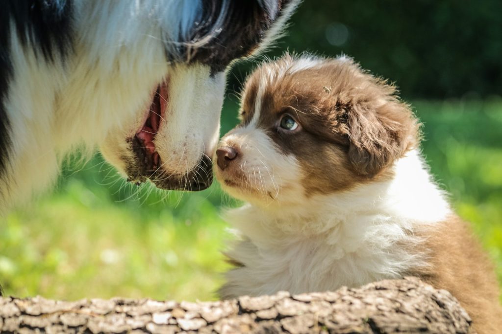 Hvor mange gange må en hund få hvalpe