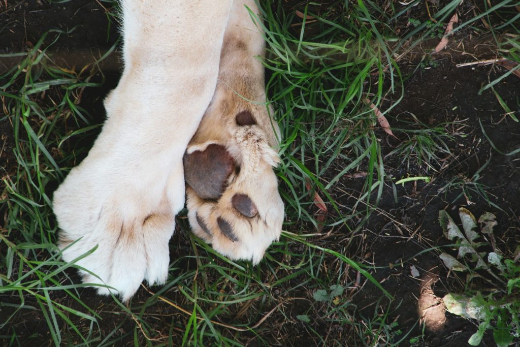 Hvor ofte bør man klippe klør på hund