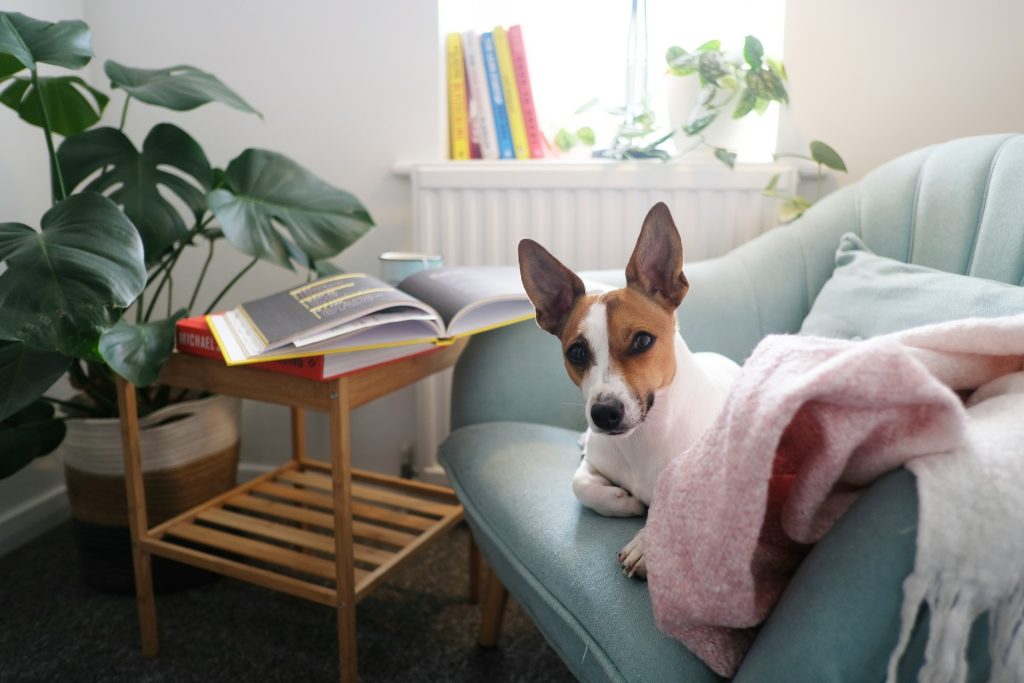 Hvordan træner jeg min hund til at være alene hjemme