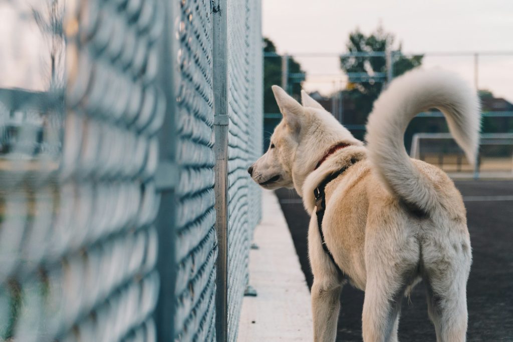 Hvorfor har en hund en hale