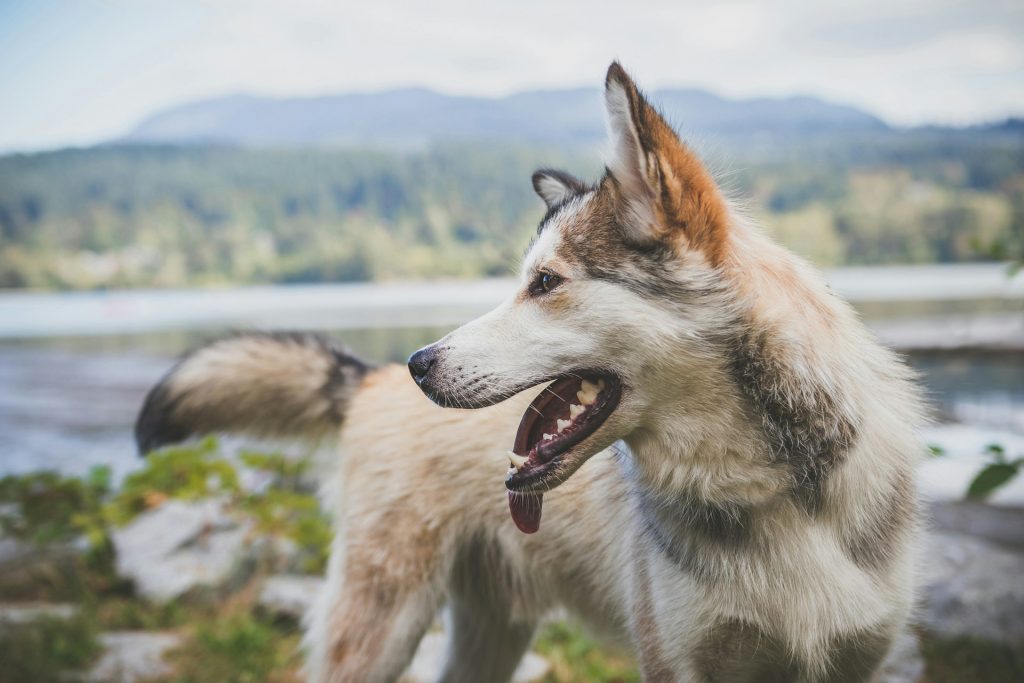 Hvorfor klør min hund sig i øret