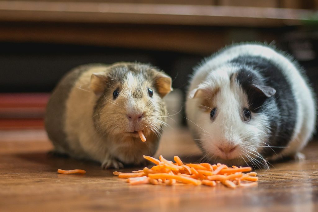 Må man have hamster som kæledyr i Danmark