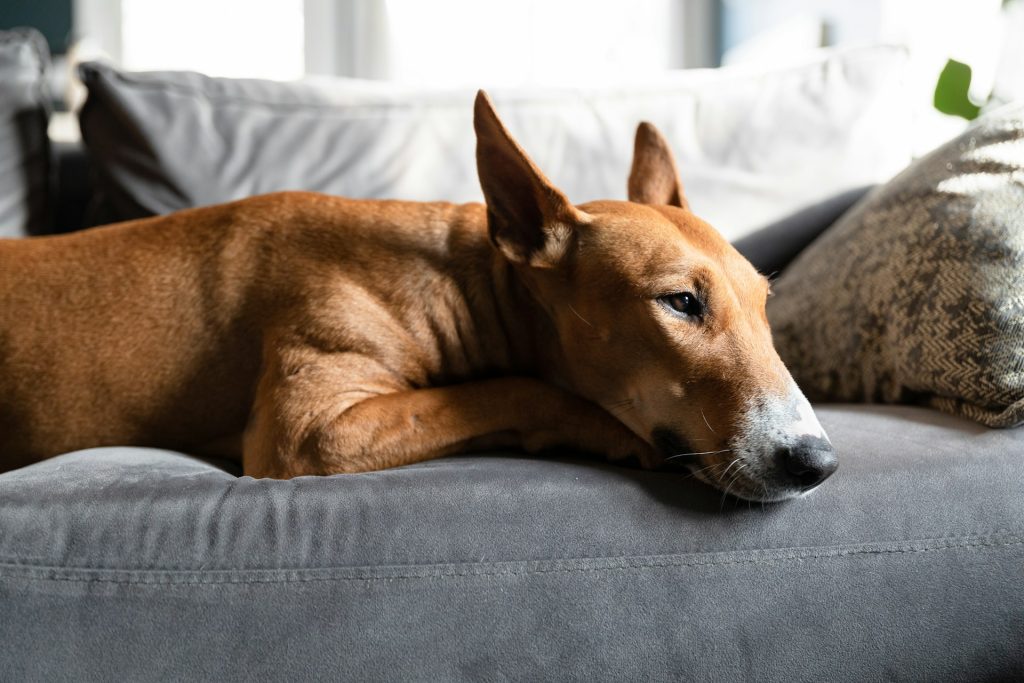 Hvilken hund er den mest rolige