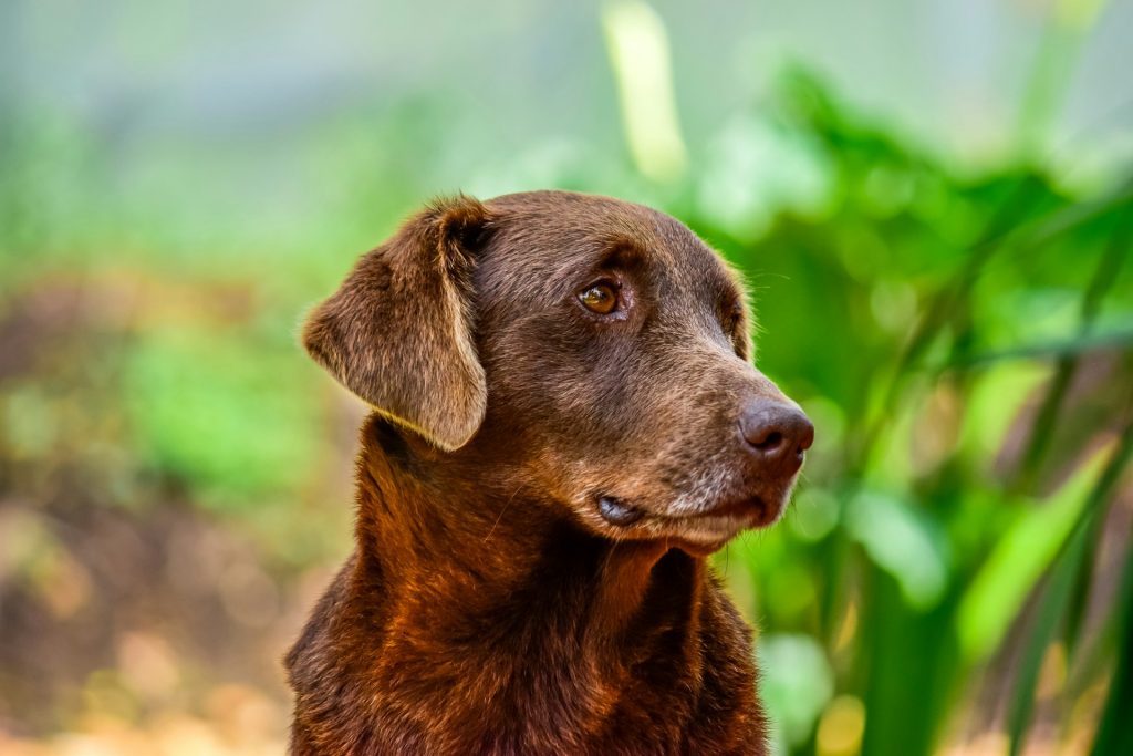 Hvornår skal en hund have seniorfoder