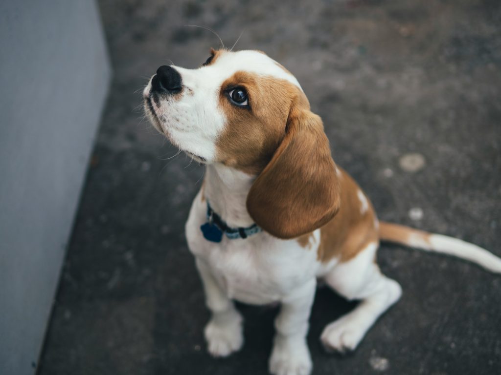 Hvornår ved man om en hund er drægtig