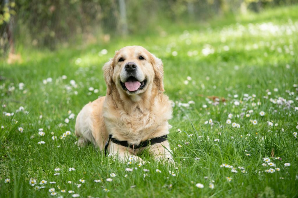 Hvilken hund er mest populær i Danmark