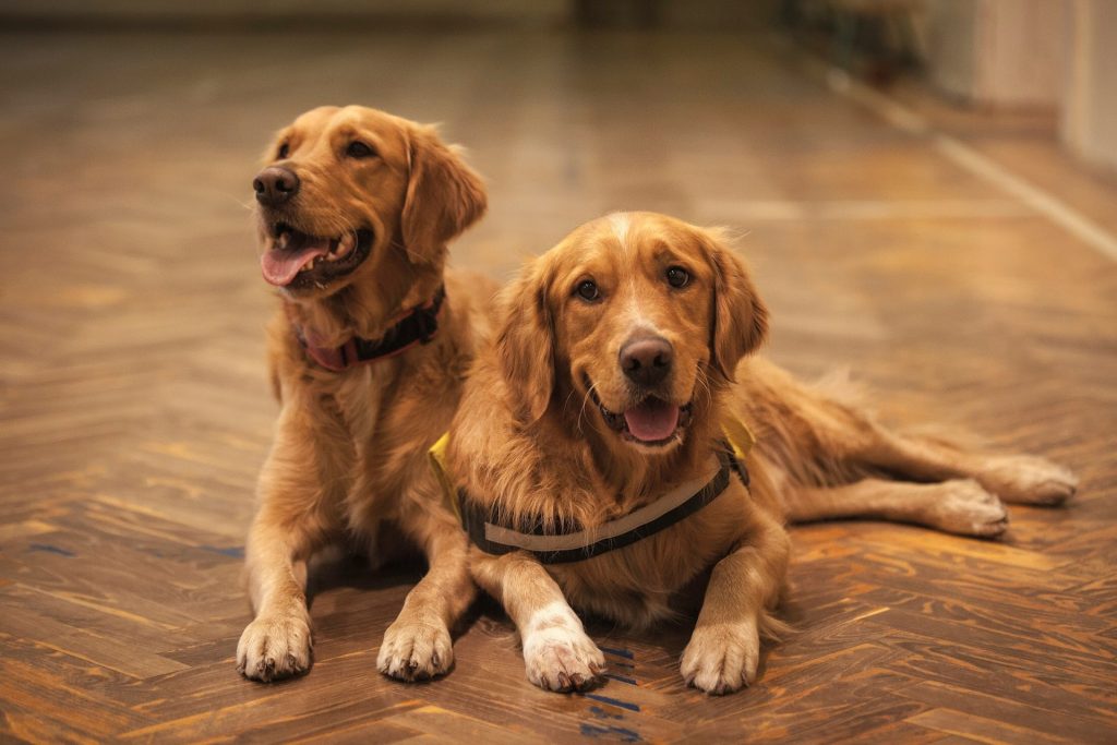 Hvordan får jeg min hund til at sove om natten