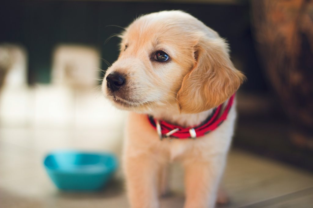 Hvor længe er en hund teenager