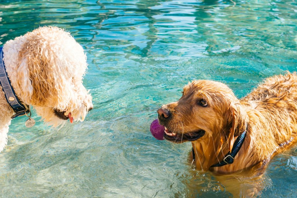 Hvor langt kan en hund svømme