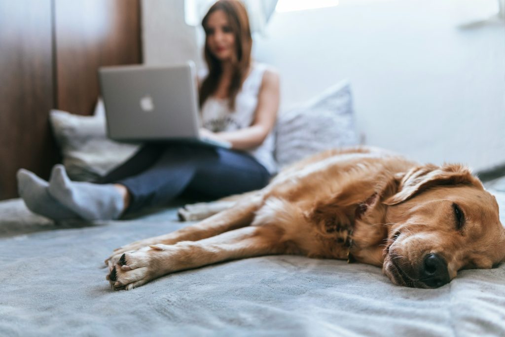 Hvor mange ord kan en hund lære