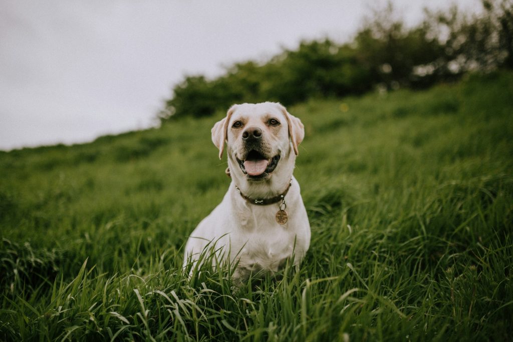 Hvordan virker airtag til hund