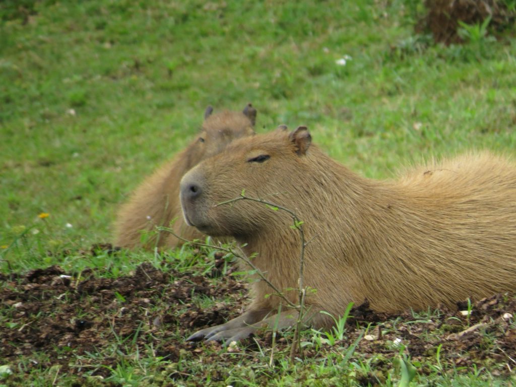 Må man have en capybara som kæledyr i Danmark