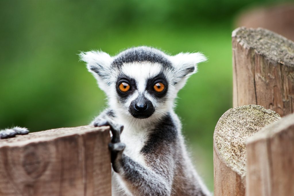 Må man have lemur som kæledyr i Danmark