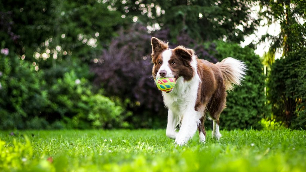 Hvilken hund skal man vælge