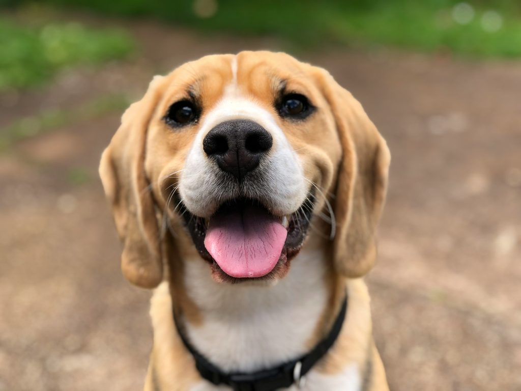 Hvor mange måltider skal en hund have om dagen