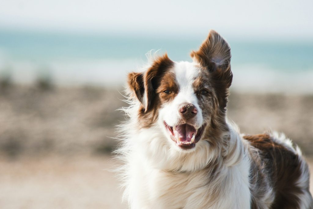 Hvor ofte skal man børste tænder på en hund