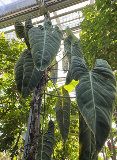 Berlins botaniske have