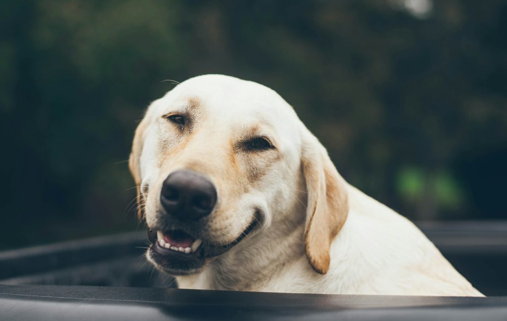 Hvad er den nemmeste hund