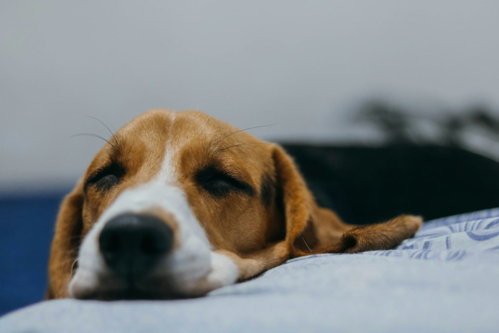 Hvor mange timer sover en hund om dagen