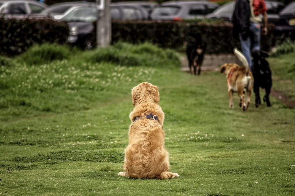 Hvorfor vender min hund ryggen til mig