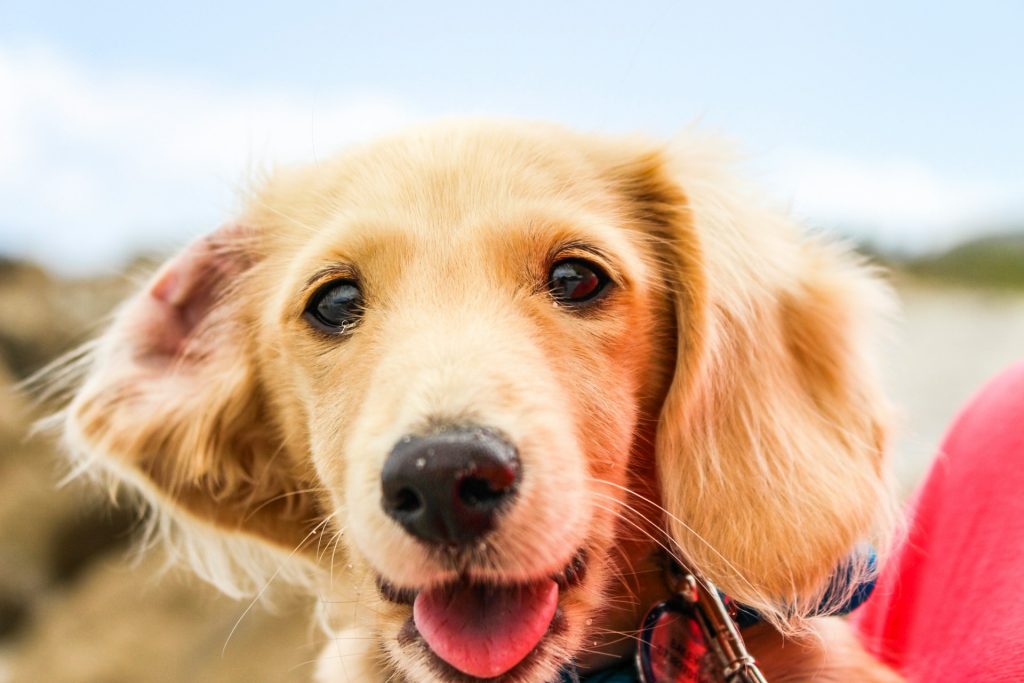 Hvor længe bløder en hund når den er i løbetid