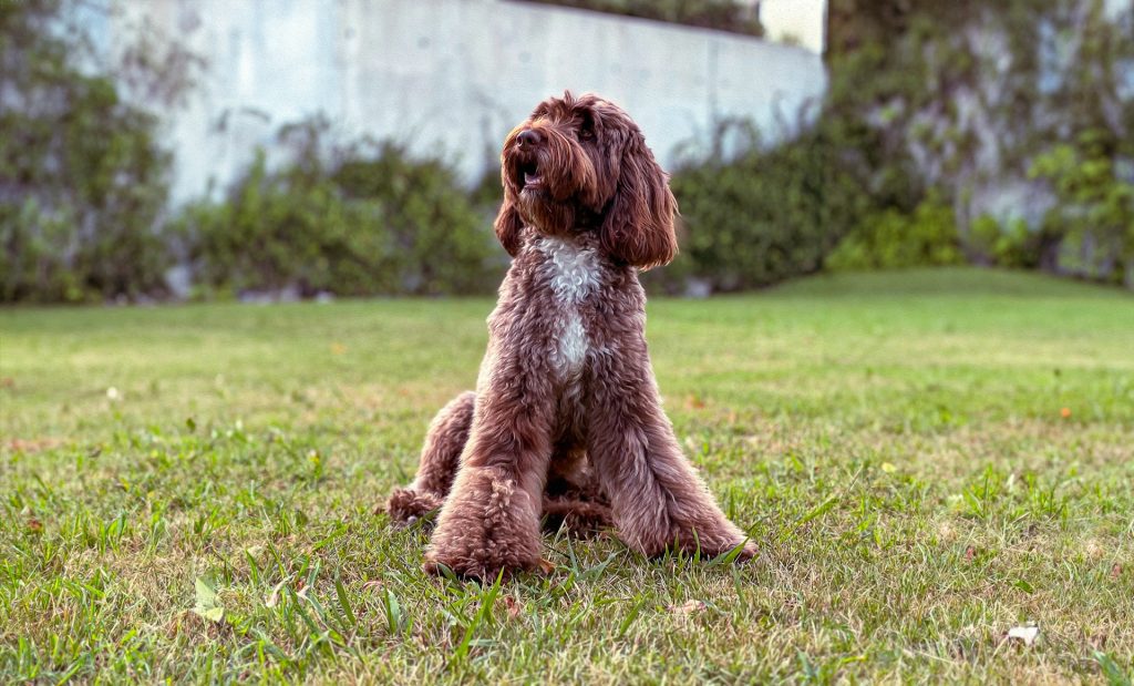 Hvordan kan man se om en hund har smerter