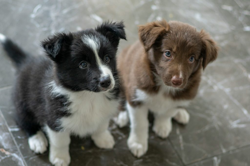 Hvornår er en hund junior