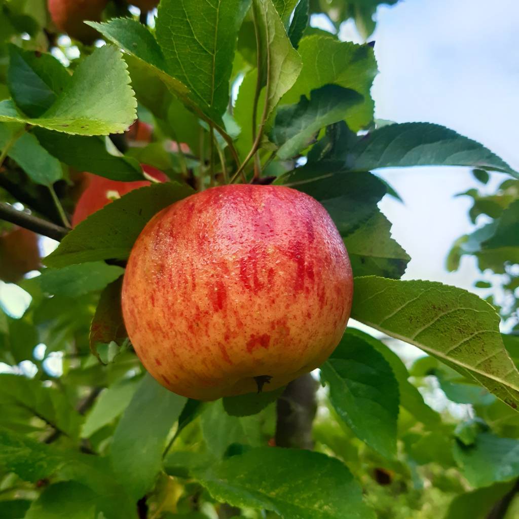 Topaz æble med sit røde og gule skær